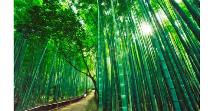 Amsterdam onderzoekt geluidschermen van levend bamboe