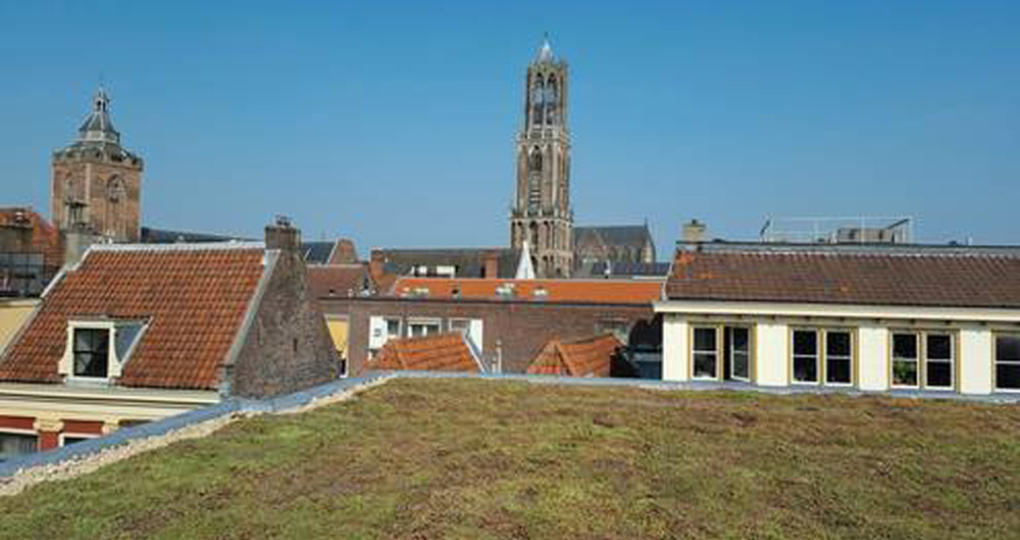 Extra subsidie voor groene daken in Utrecht