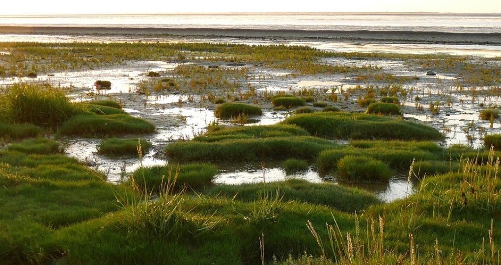 Financieringsimpactfonds zet nieuwe standaard voor natuurherstel