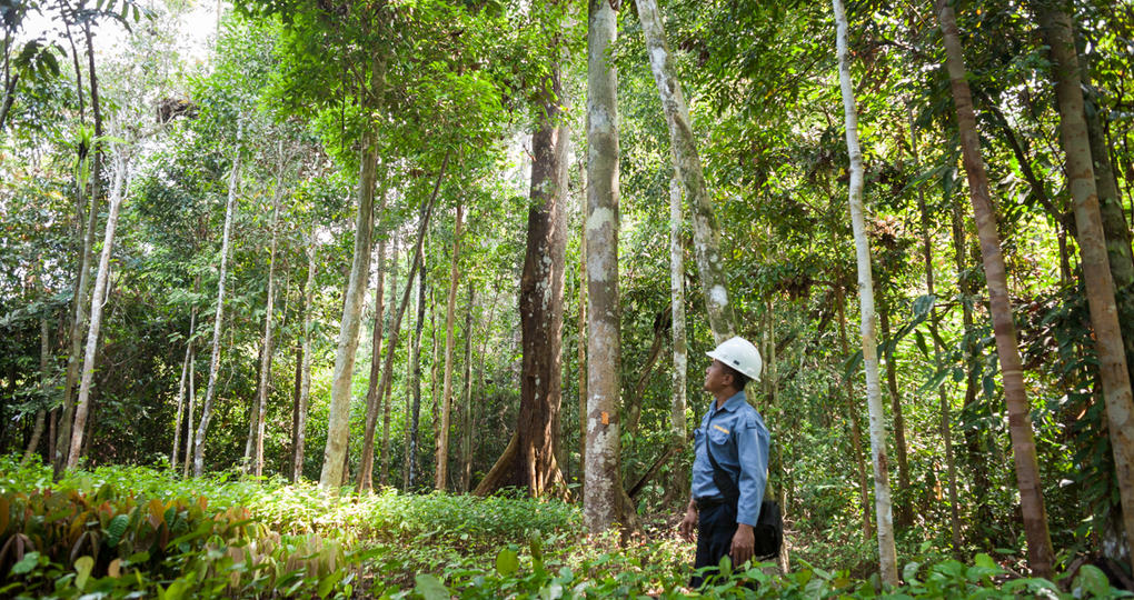 FSC pleit voor meer gebruik tropisch hout