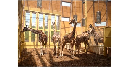 Giraffen krijgen cradle-to-cradle Savannehuis