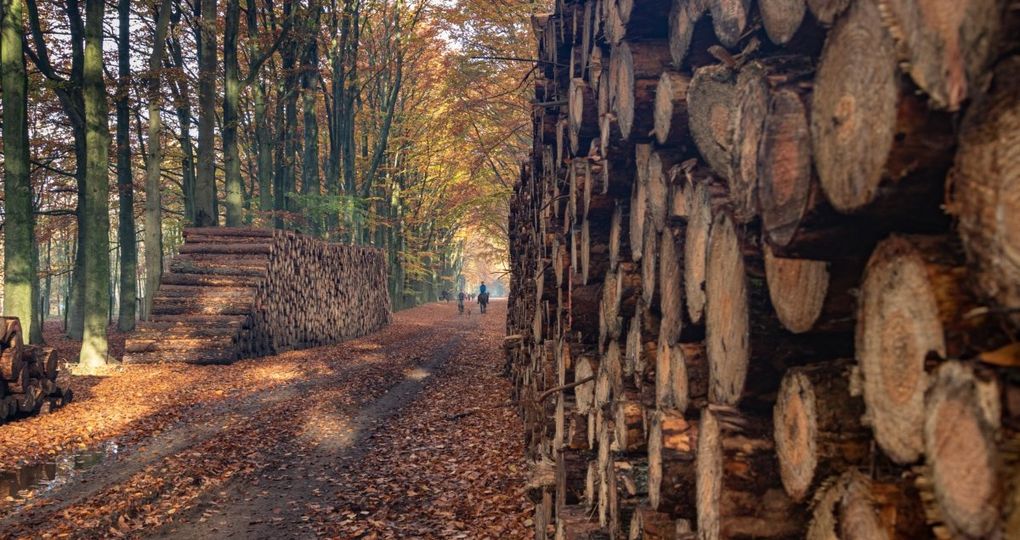 Hollands Hout in houtskeletbouwwoningen