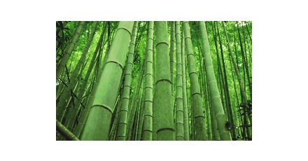 Ontwerpers aan de bamboe
