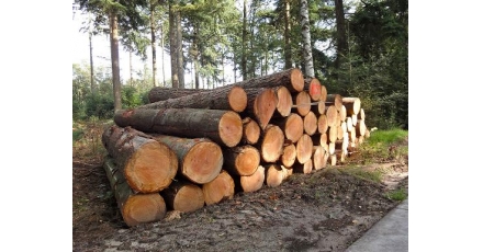 'Risico hogere CO2-uitstoot door houtkap voor bio-energie'