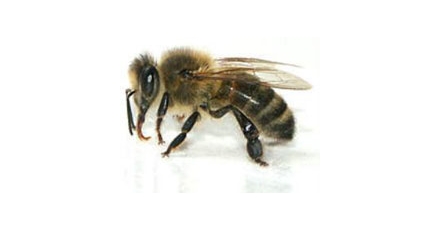 Tekort aan bijen
