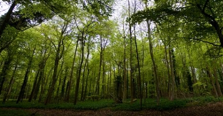 Voordelen van duurzaam alternatief voor tropisch hout