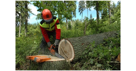 Voortaan FSC hout voor Bouwend Nederland en AkzoNobel 