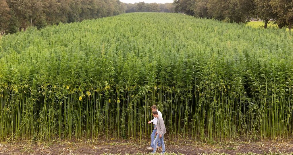 'We verdrievoudigen de teelt van vezelhennep'
