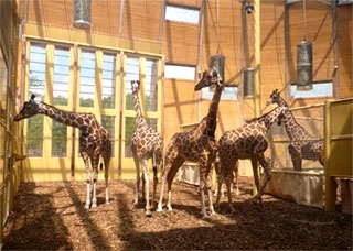 Giraffen krijgen cradle-to-cradle Savannehuis